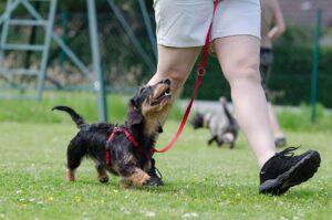 dachshund, dog school, dog training