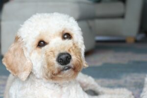 a dog lying on the floor