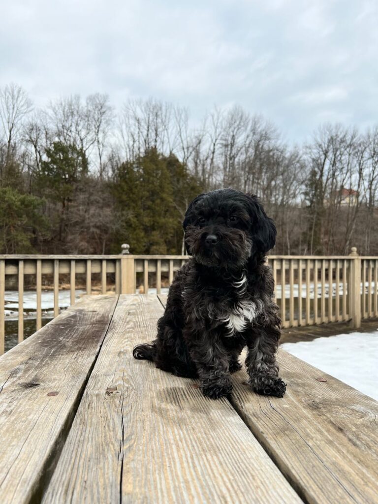 Black Furry Dog on Wooden Planks