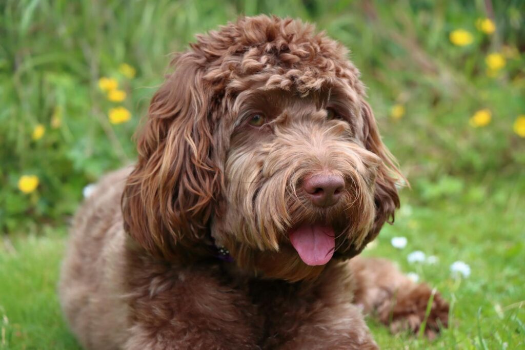 Cockapoo puppy portrait