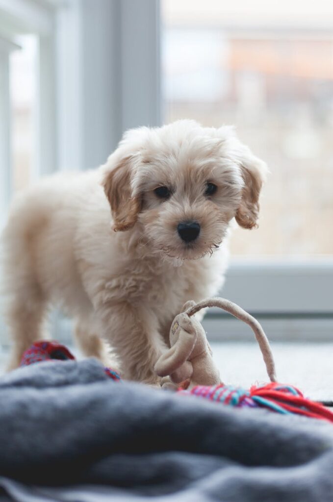 Selective Focus Photo of an Adorable Cockapoo Dog