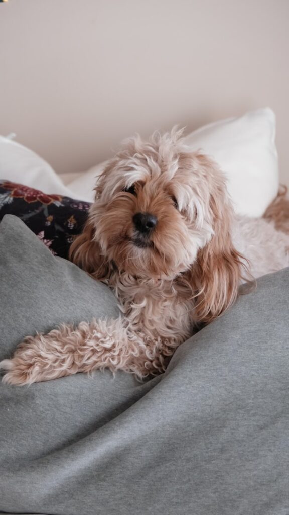 a brown dog laying on top of a bed