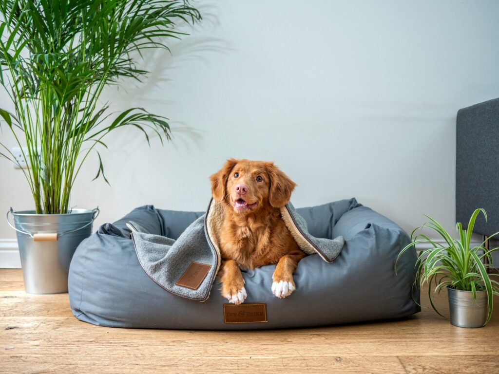 brown short coated dog on gray couch